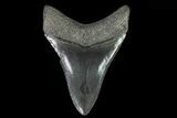 Serrated, Lower Megalodon Tooth - Georgia #78646-1